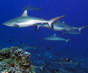 Fakarava Sharks